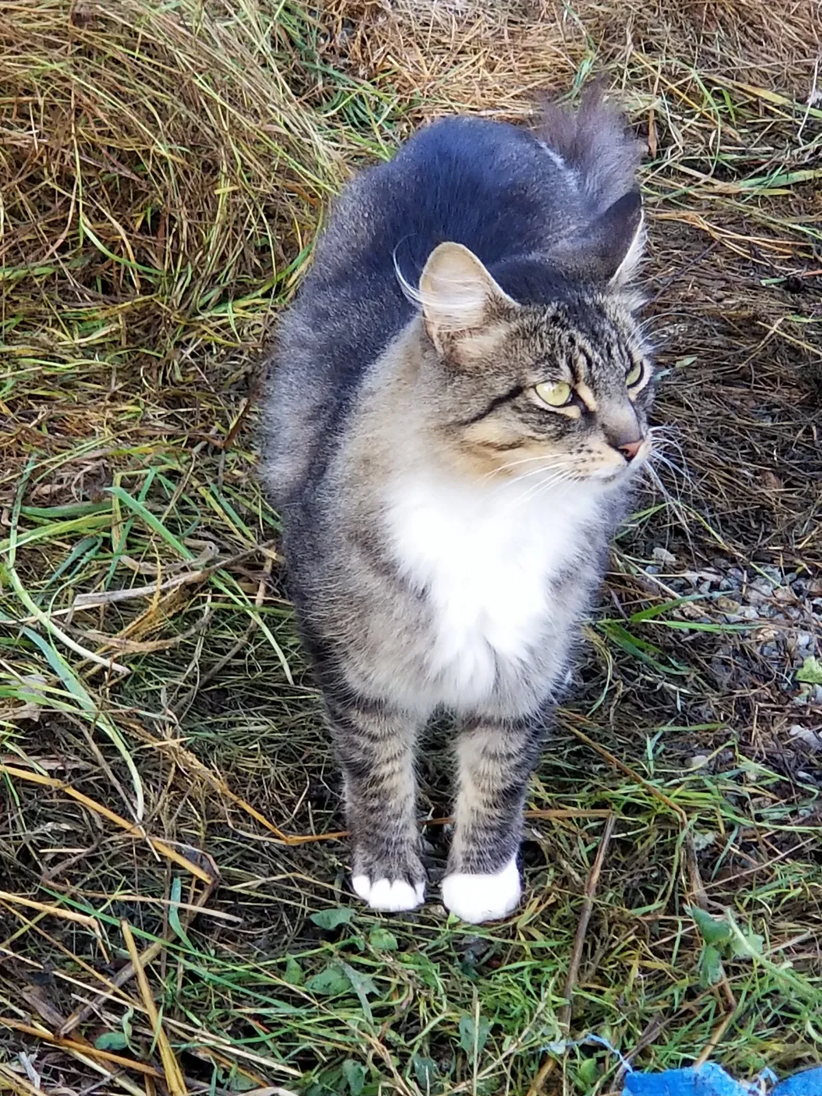 Lost cat in Salem, OR, 97304