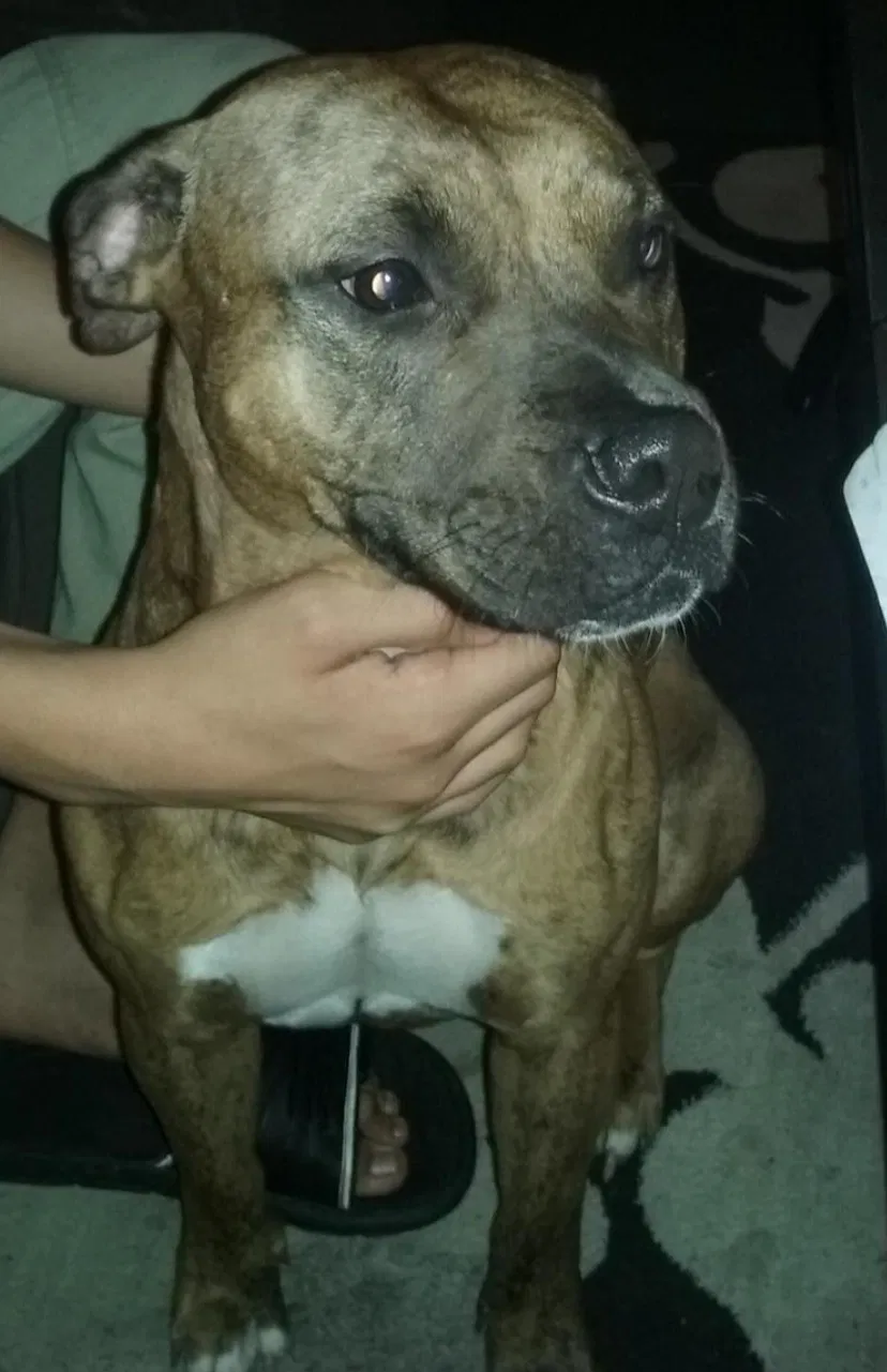 Lost dog in Powder Springs, GA, 30127