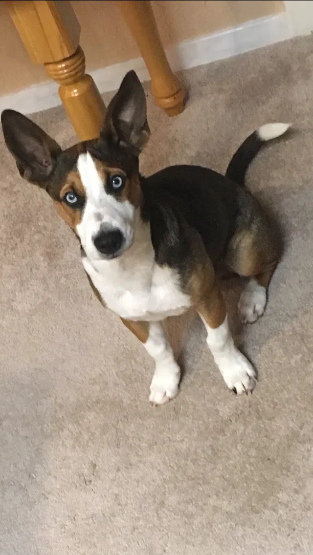 Lost dog in Port Mansfield, TX, 78598