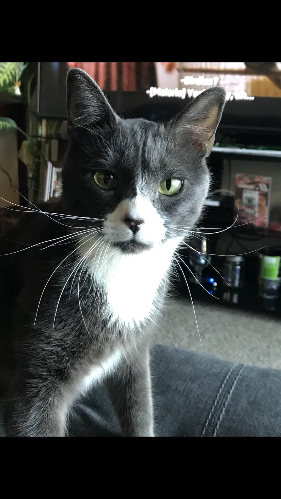 Lost cat in Spokane, WA, 99216