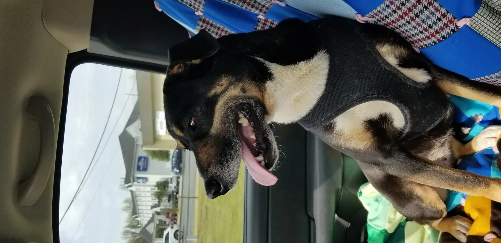 Found dog in Decatur, AL, 35603
