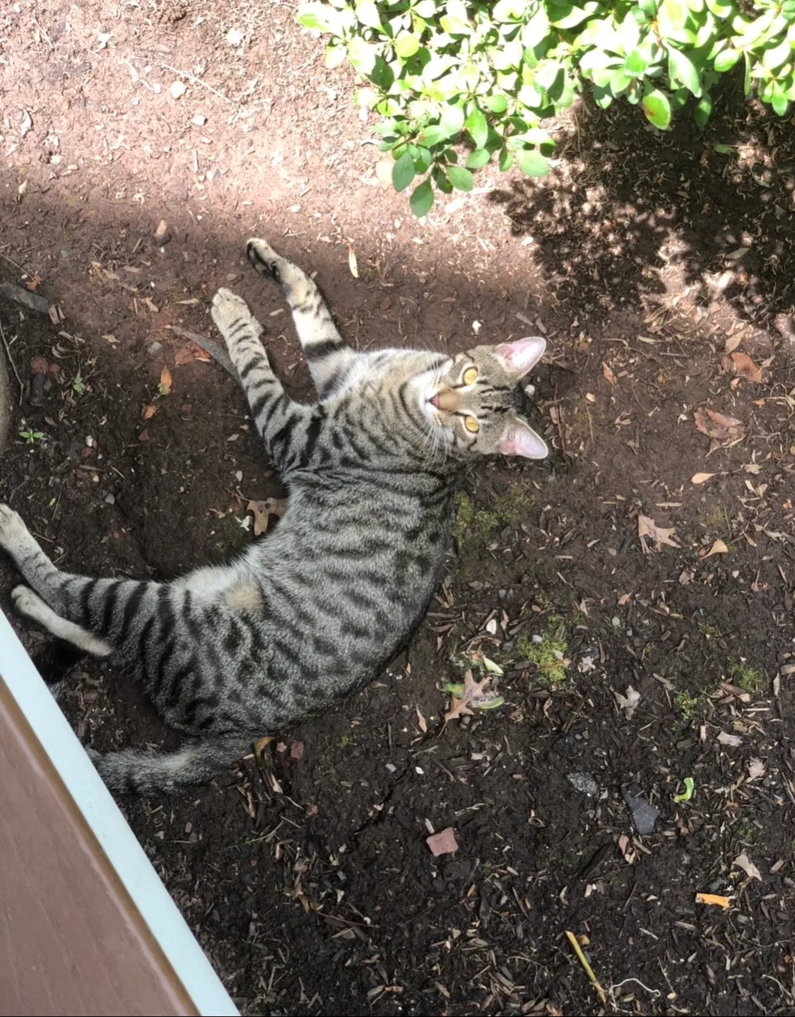 Lost cat in Franklin Park, NJ, 8823