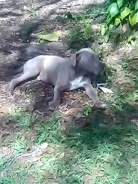 Lost dog in Lakeland, FL, 33811