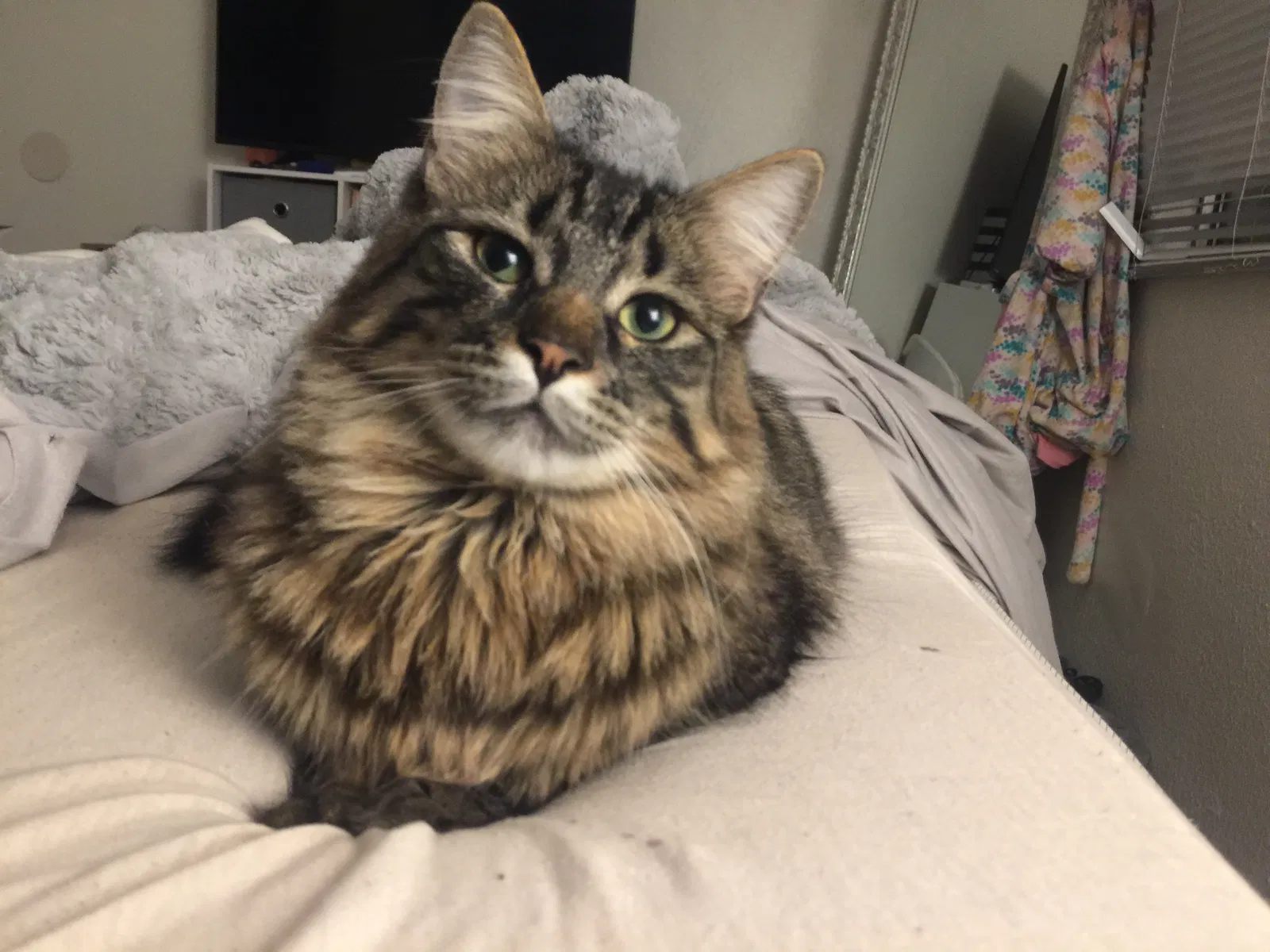 Lost cat in San Luis Obispo, CA, 93401