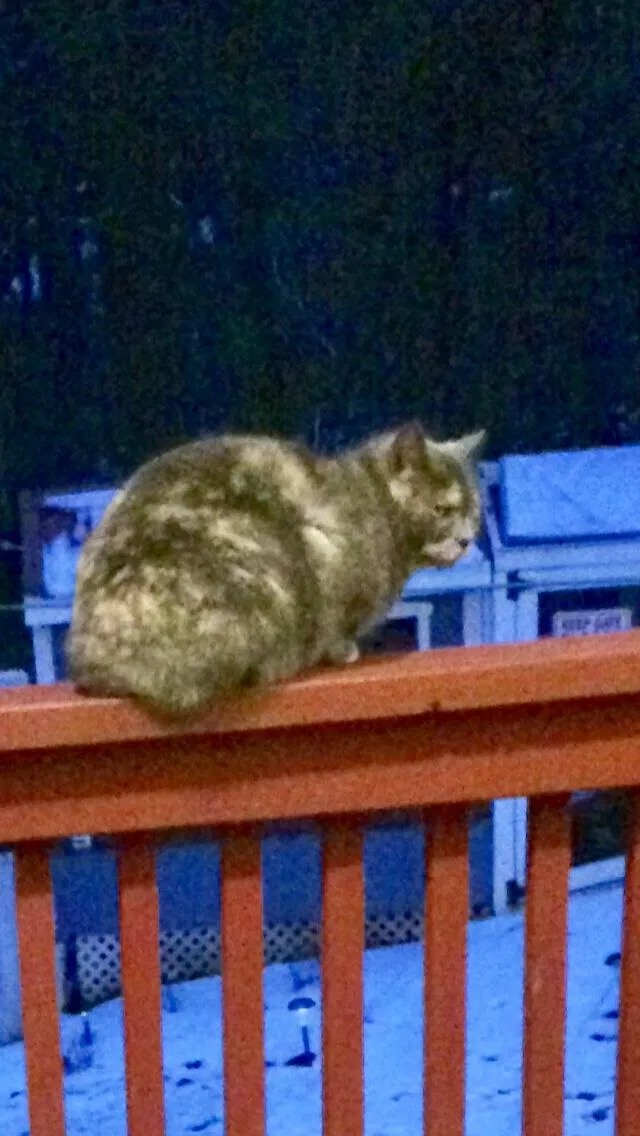 Lost cat in Kingsville, MD, 21087