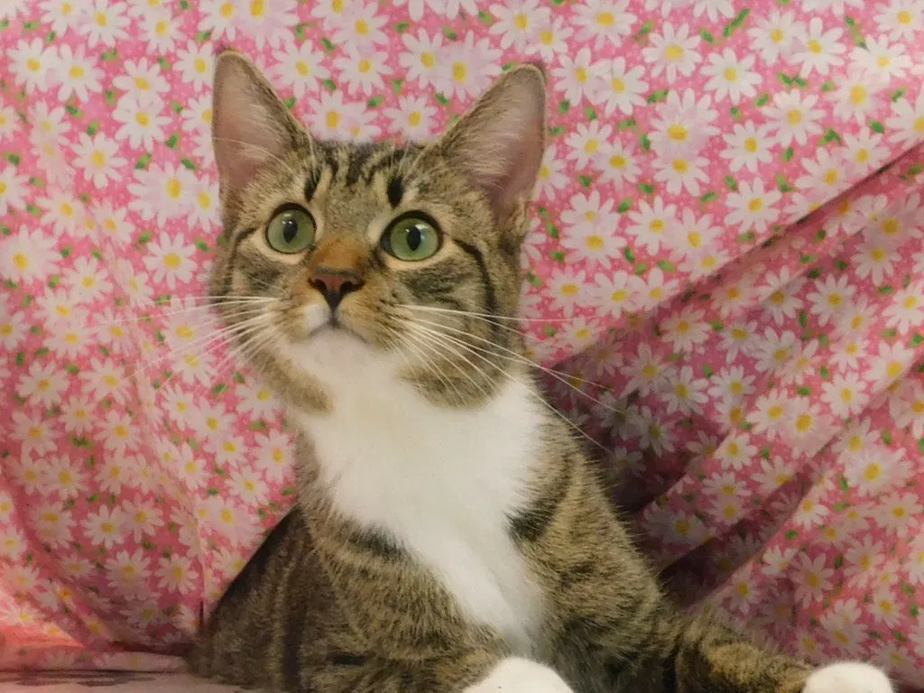 Lost cat in Metairie, LA, 70002