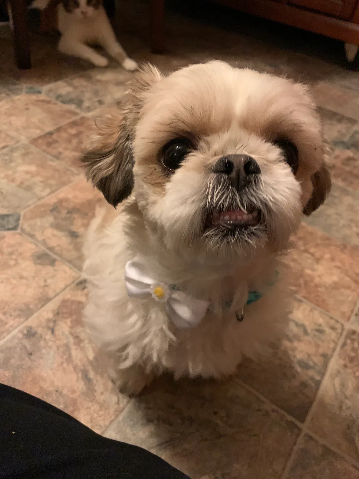 Lost dog in New Virginia, IA, 50210