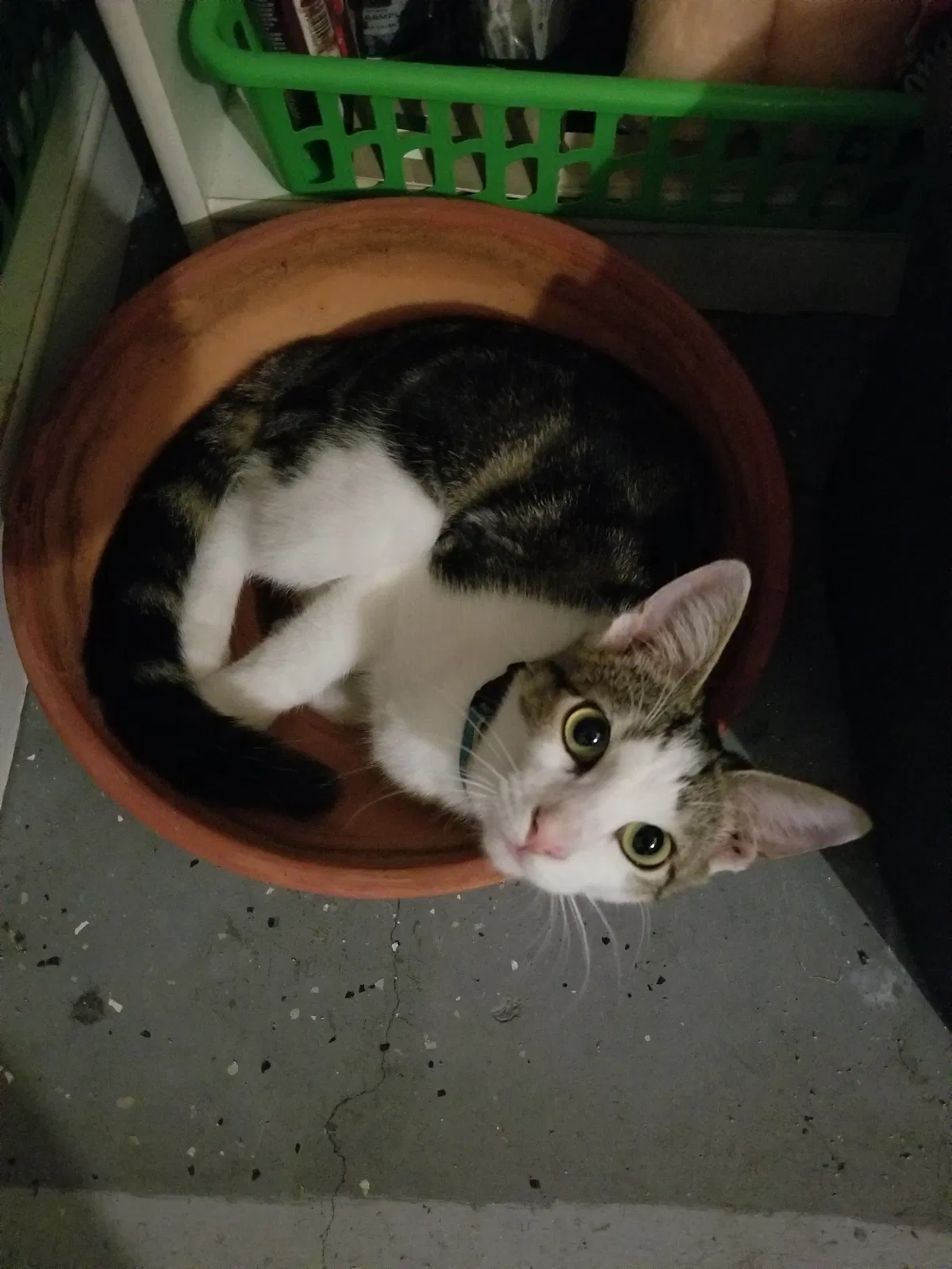 Lost cat in New Port Richey, FL, 34654