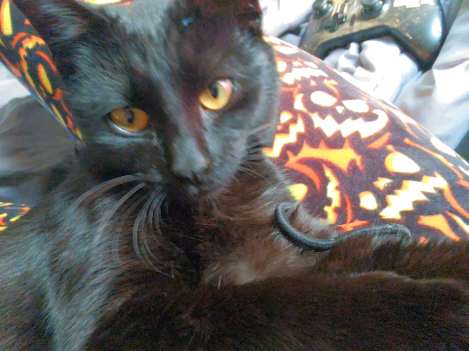 Lost cat in Huntington, TX, 75949