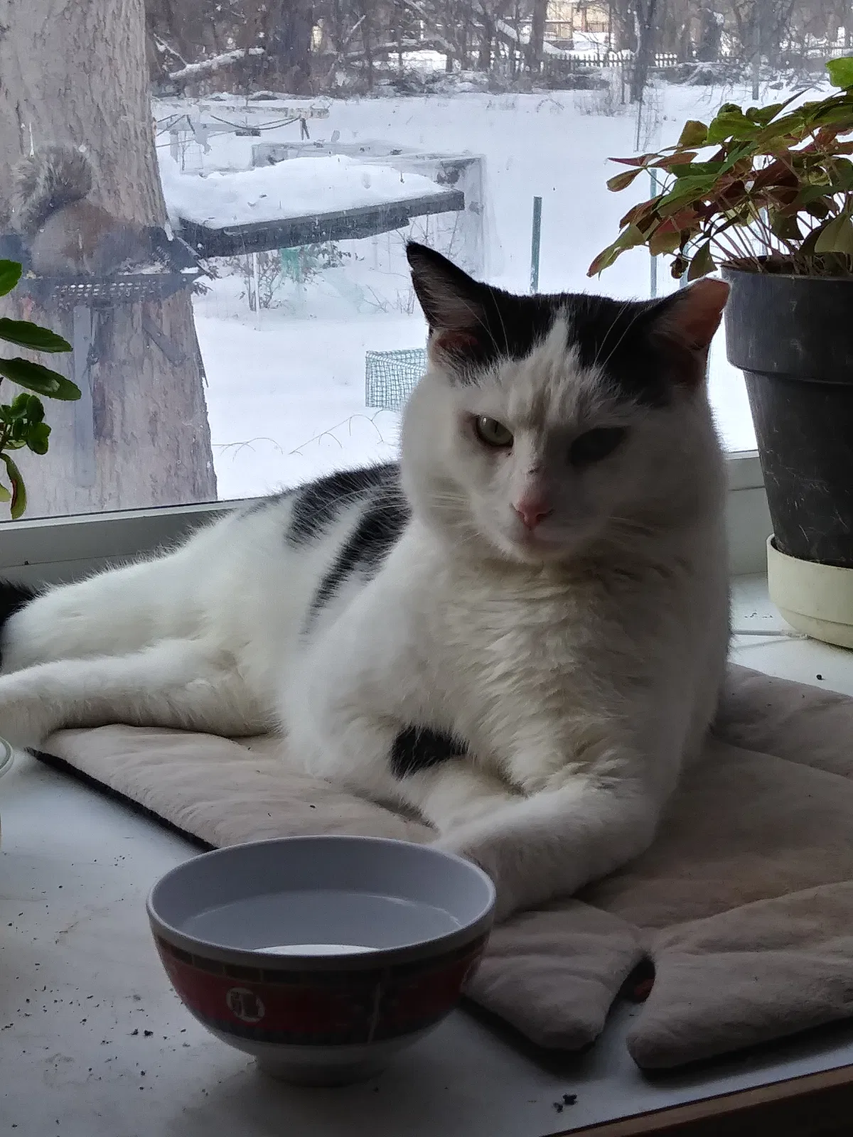 Lost cat in Warren, MI, 48092