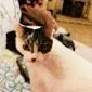 Lost cat in Sugar Land, TX, 77479