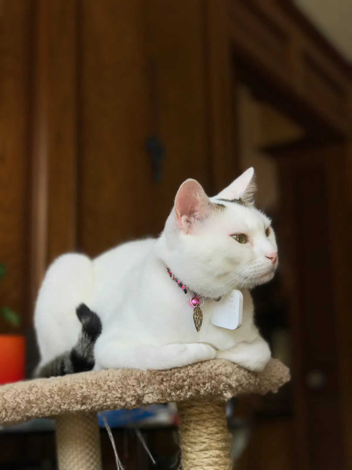 Lost cat in Spring, TX, 77388