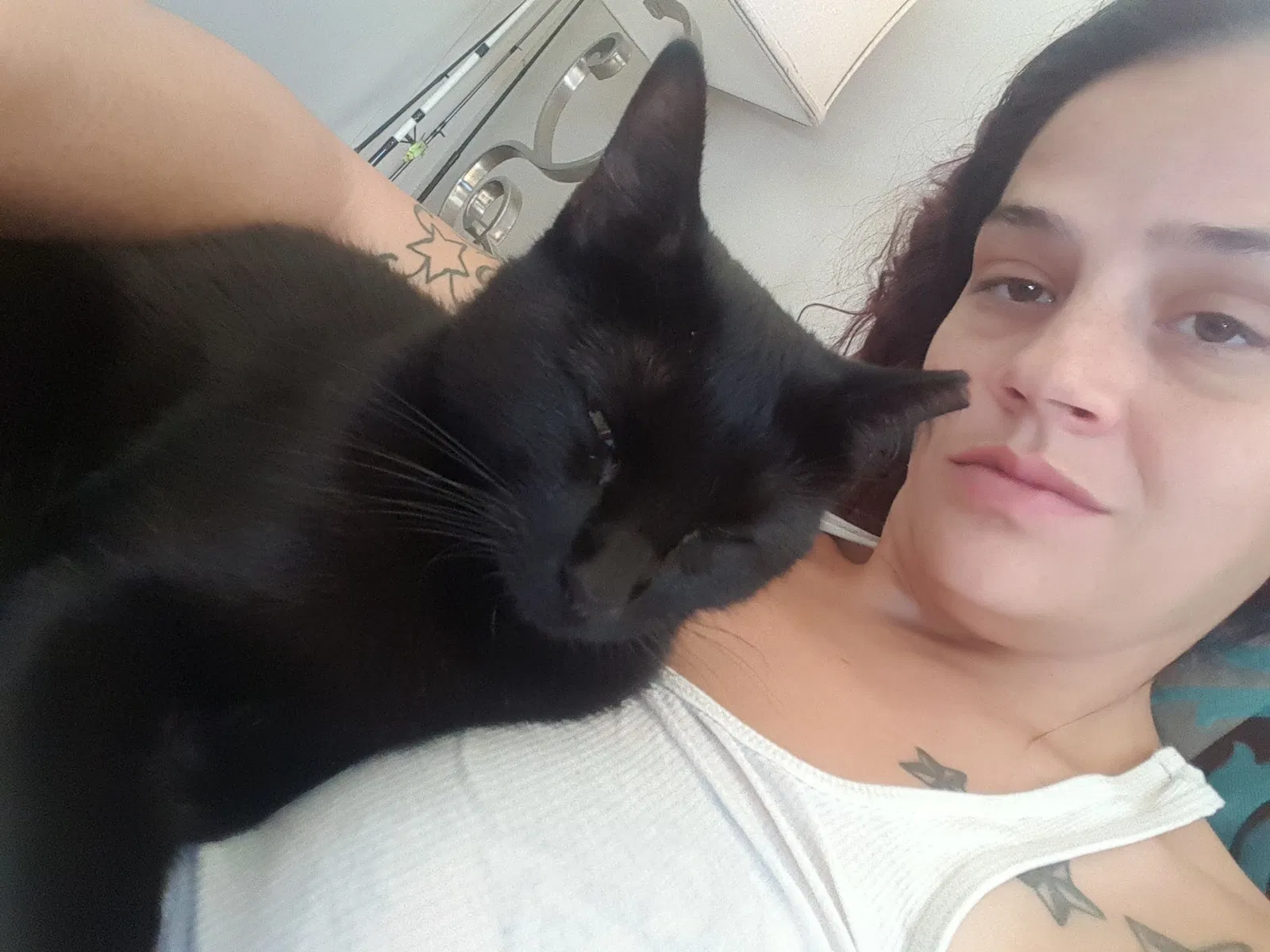 Lost cat in Imperial, MO, 63052