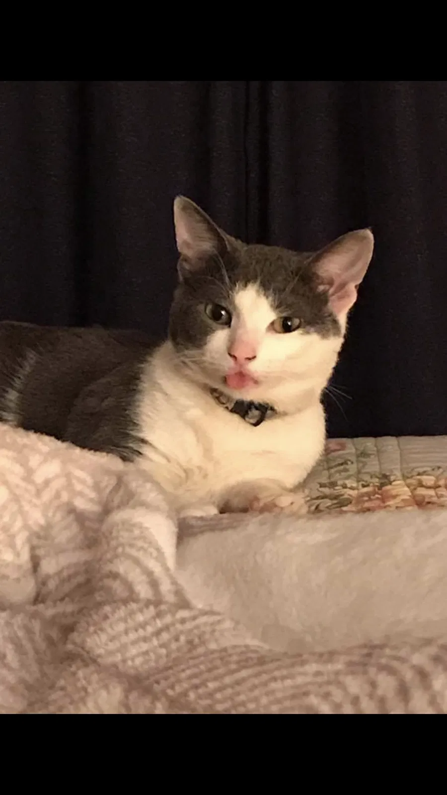 Lost cat in Delaware, OH, 43015
