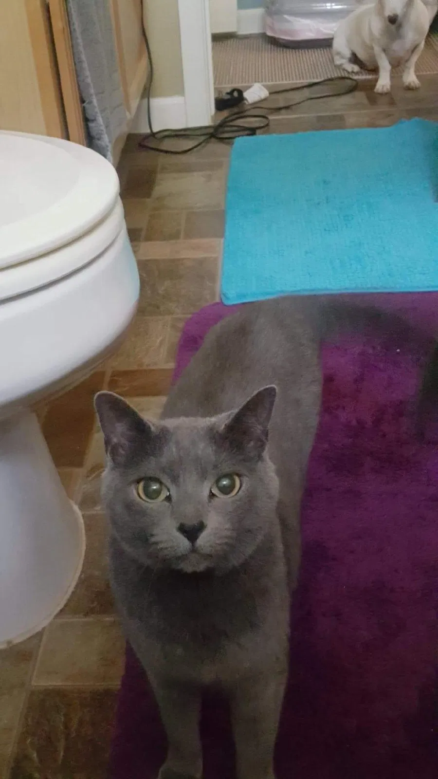 Lost cat in Maricopa, AZ, 85138