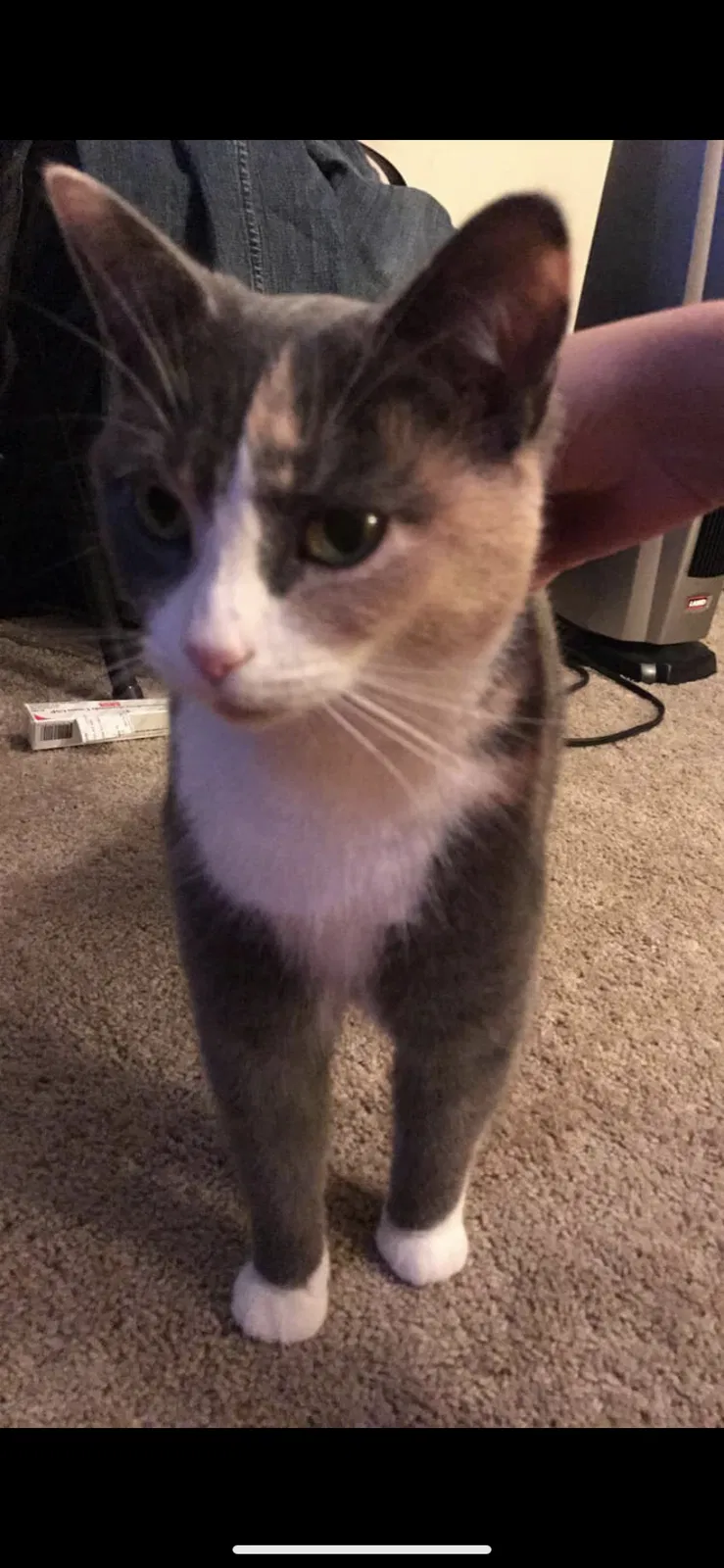 Lost cat in Elizabethtown, PA, 17022