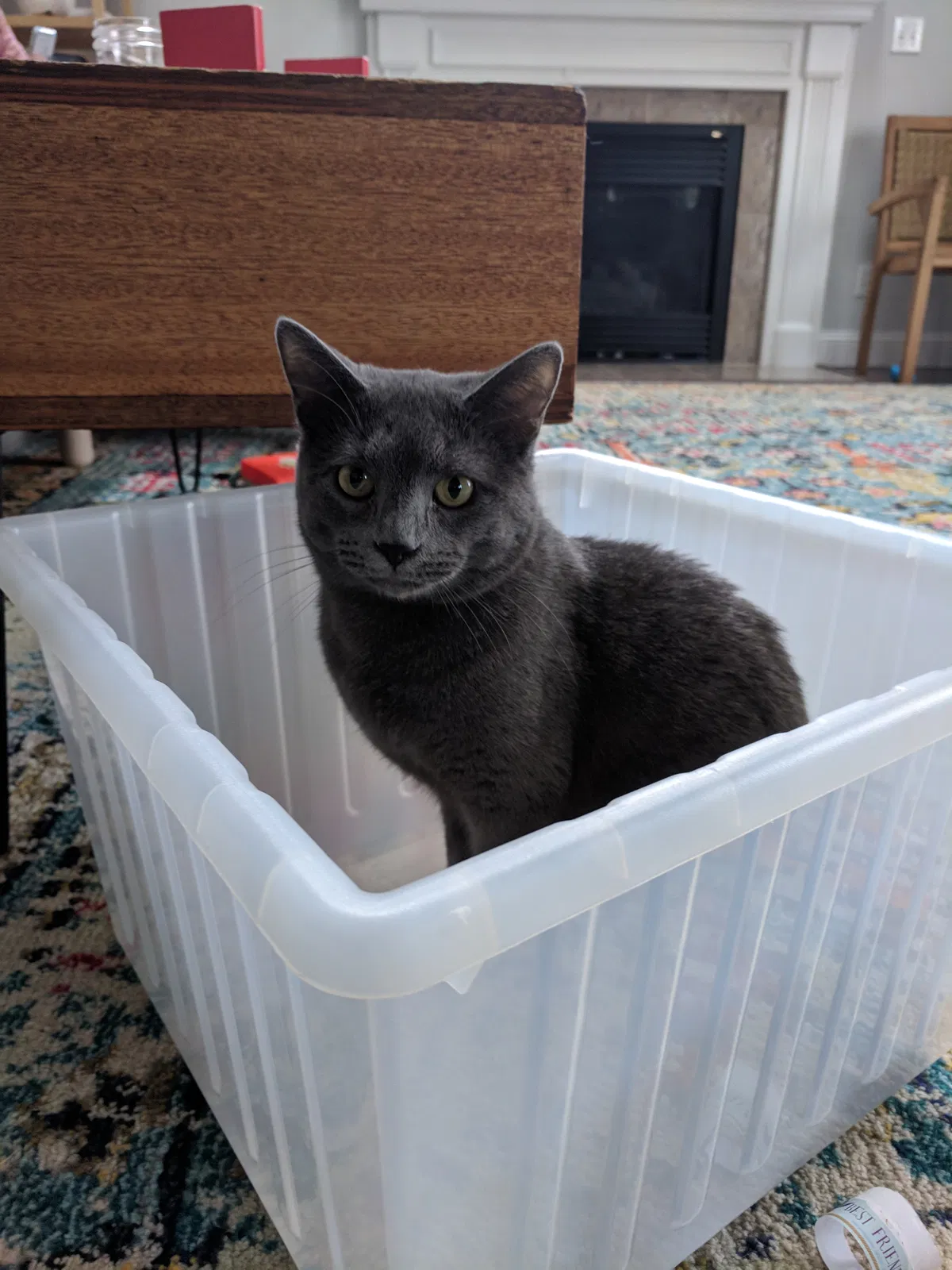 Lost cat in Alexandria, KY, 41001