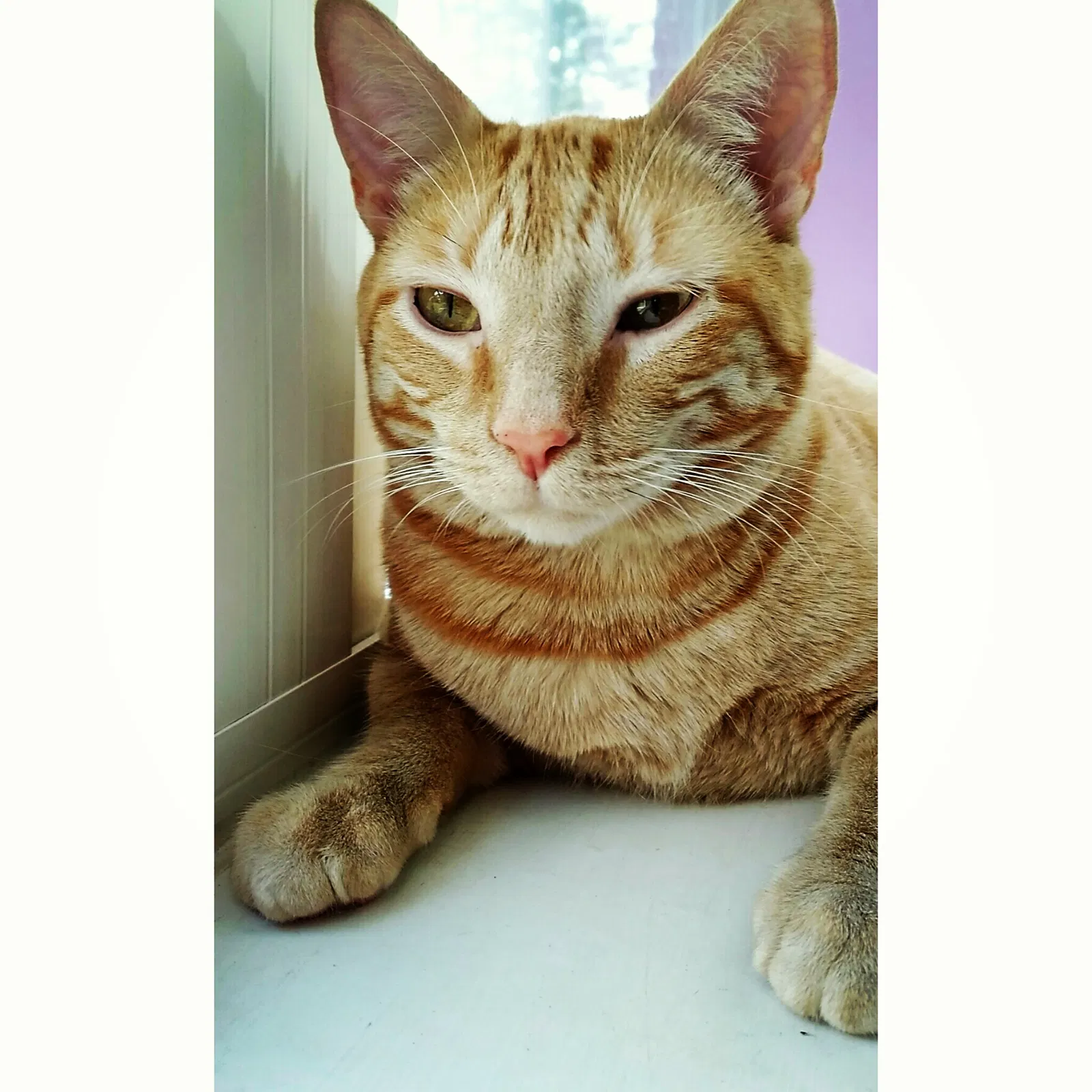 Lost cat in Cantonment, FL, 32533