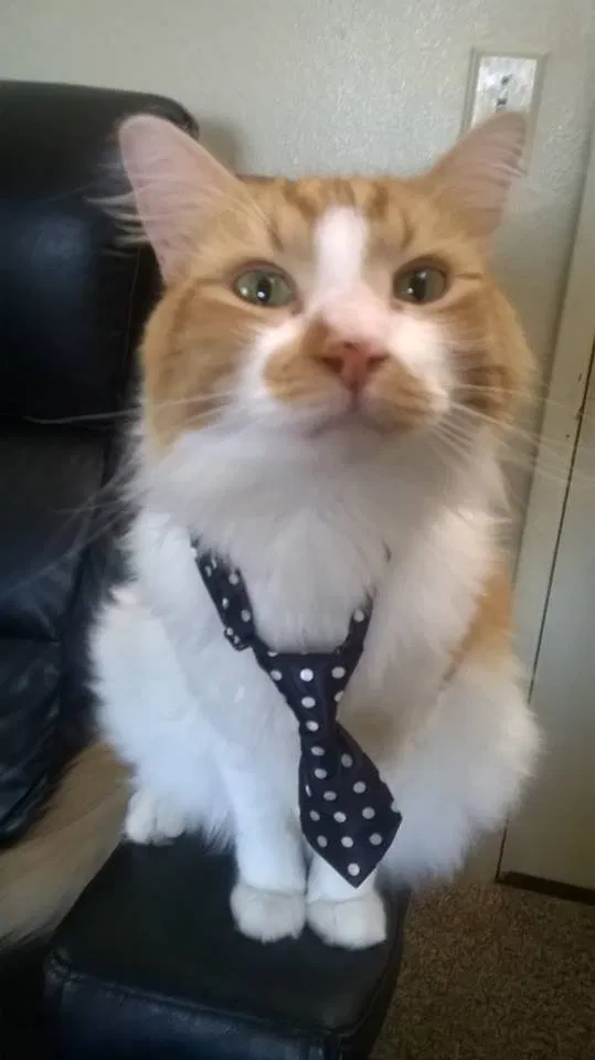 Lost cat in Spring Valley, CA, 91977