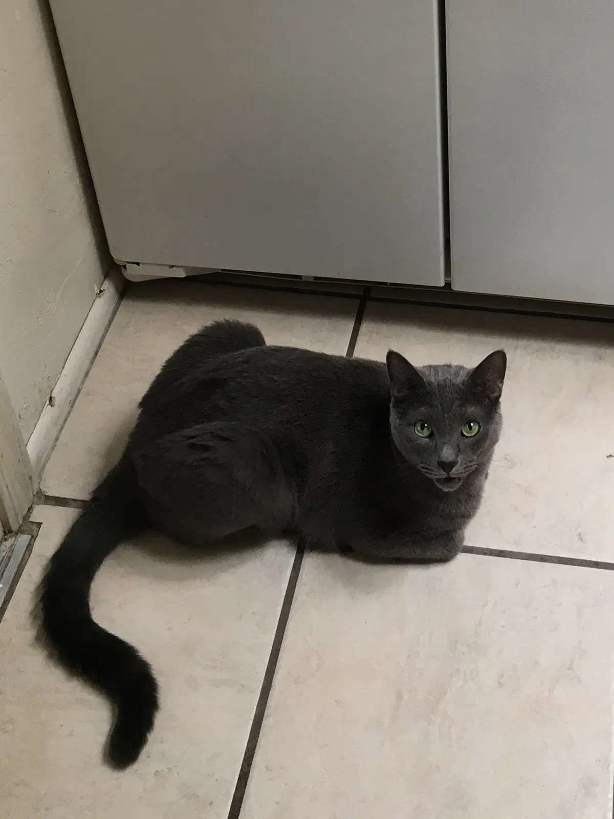 Lost cat in Tucson, AZ, 85742
