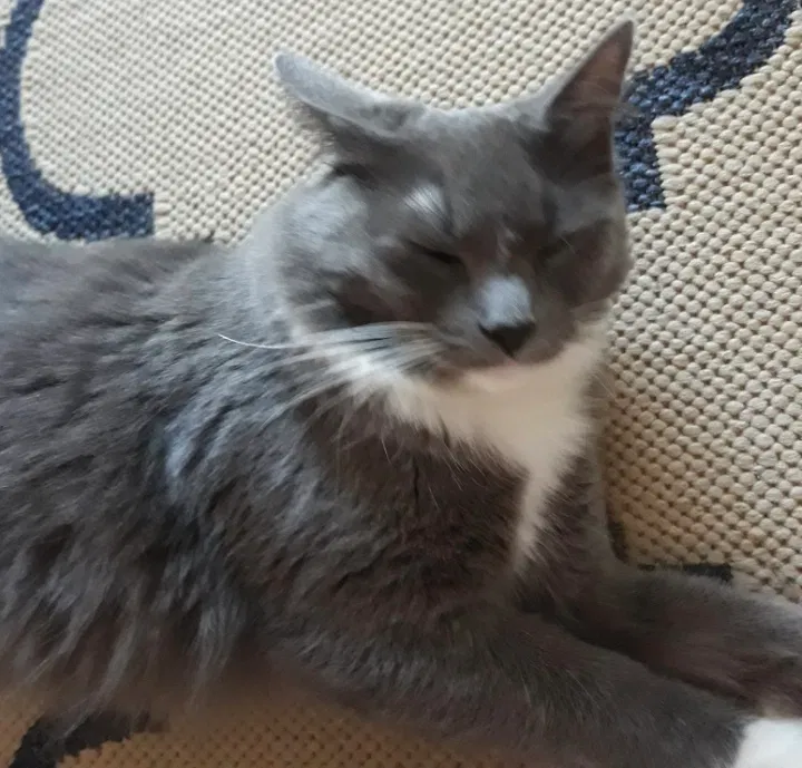 Lost cat in San Diego, CA, 92109
