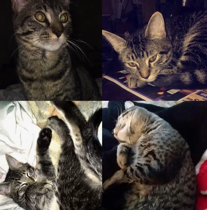 Lost cat in Tacoma, WA, 98404