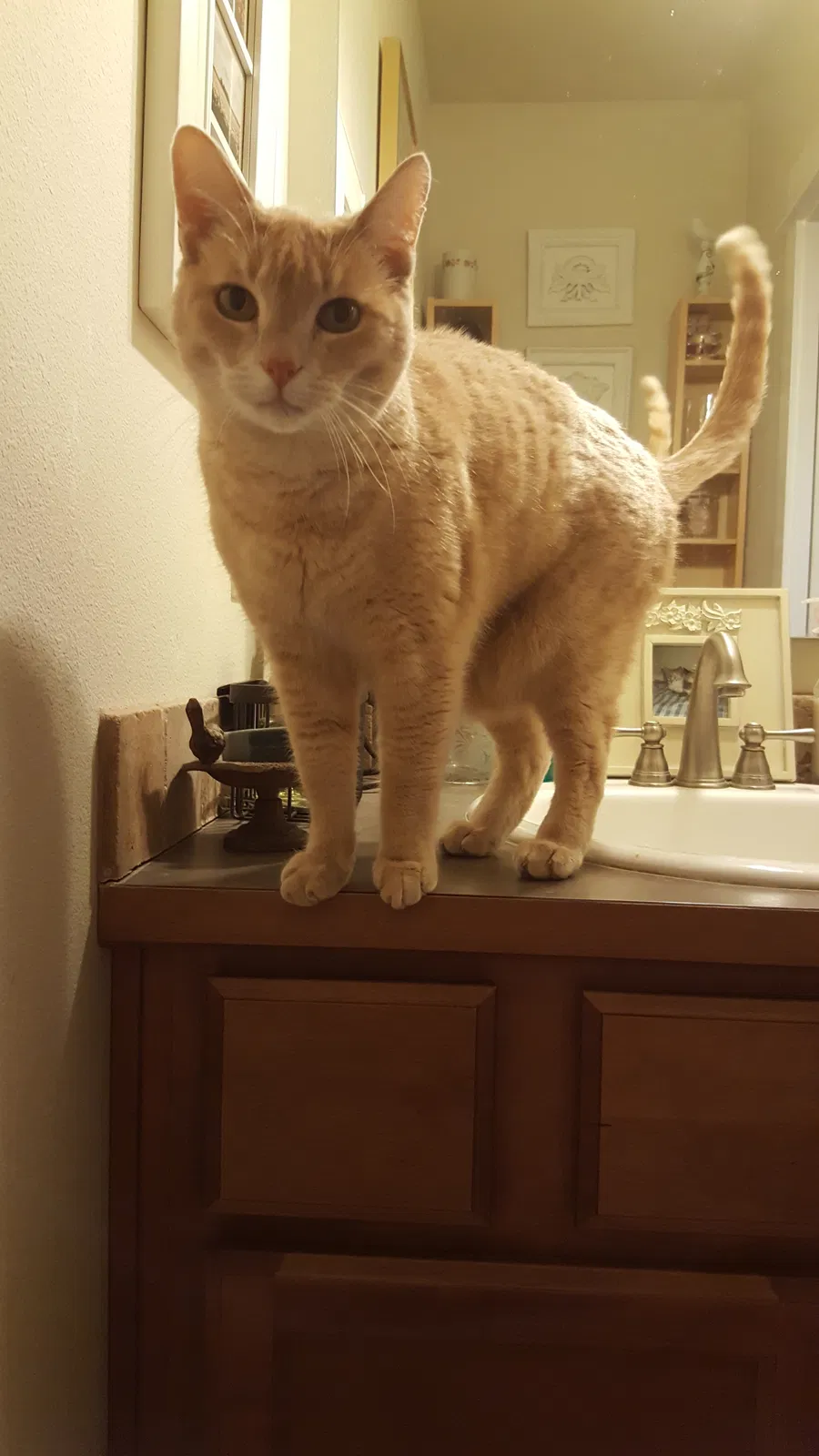 Lost cat in Renton, WA, 98059
