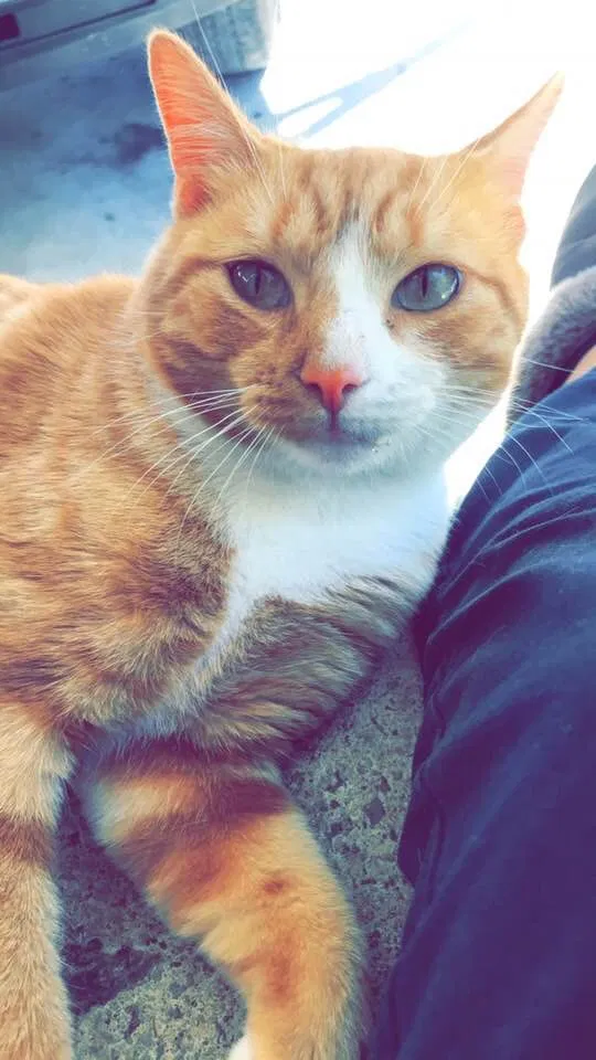 Lost cat in Forest, VA, 24551