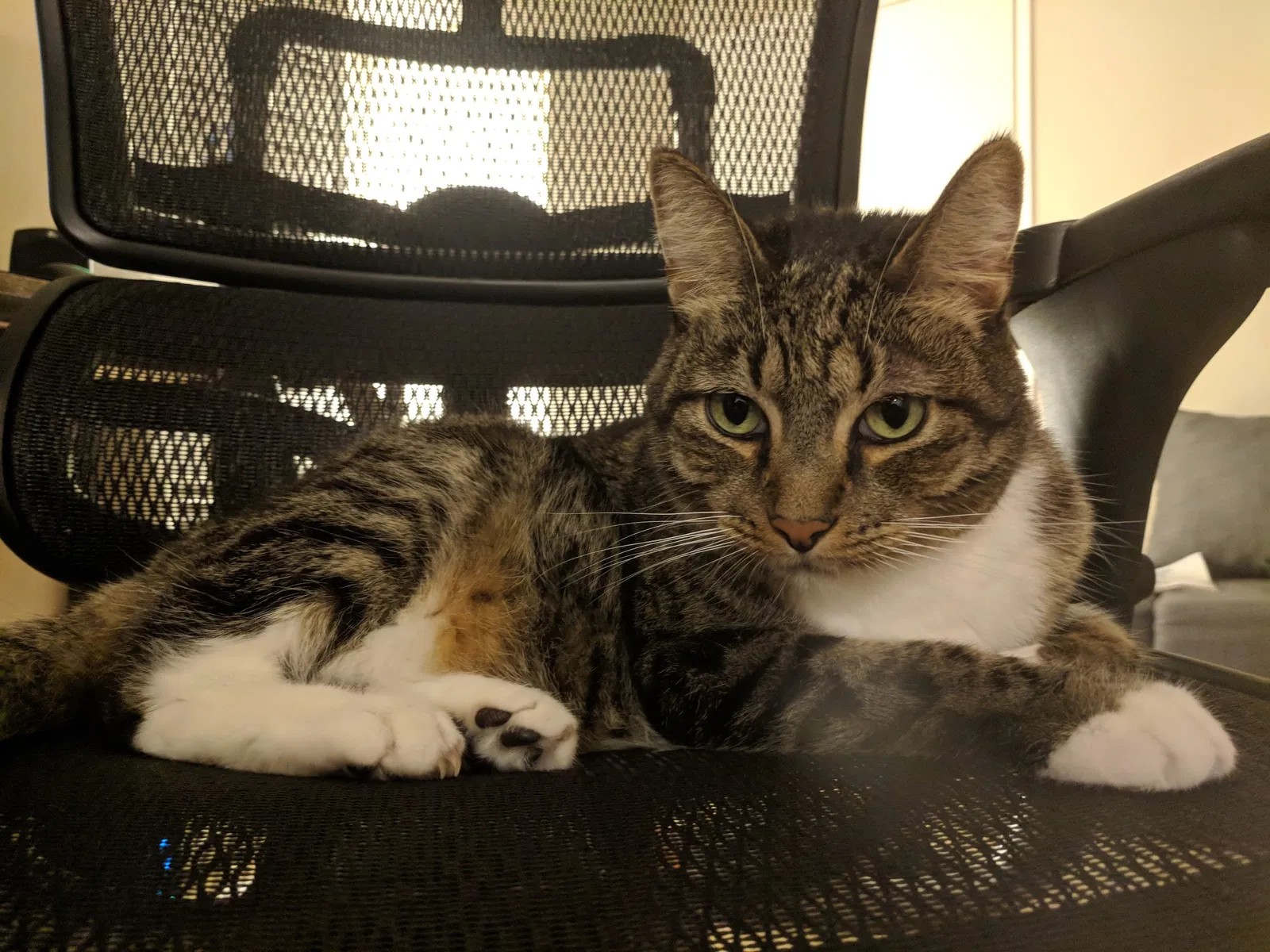 Lost cat in Anaheim, CA, 92805