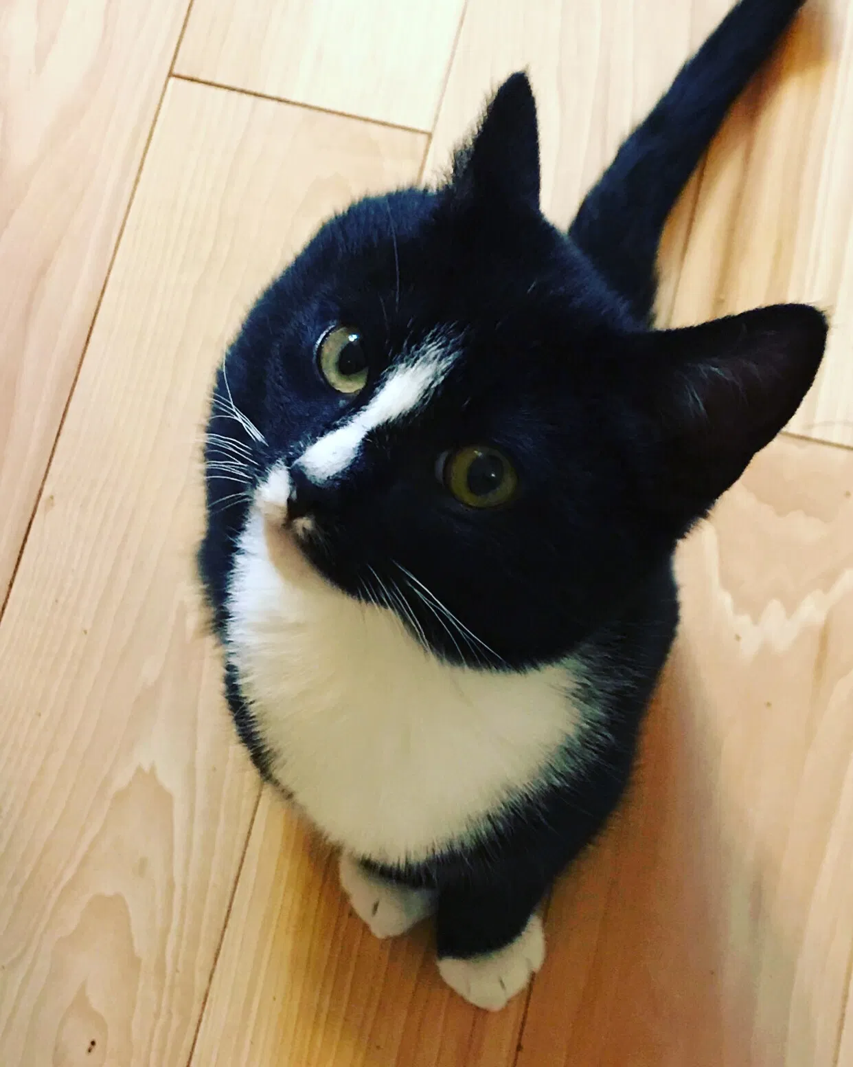 Lost cat in San Leandro, CA, 94579
