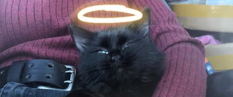 Lost cat in Anaheim, CA, 92805