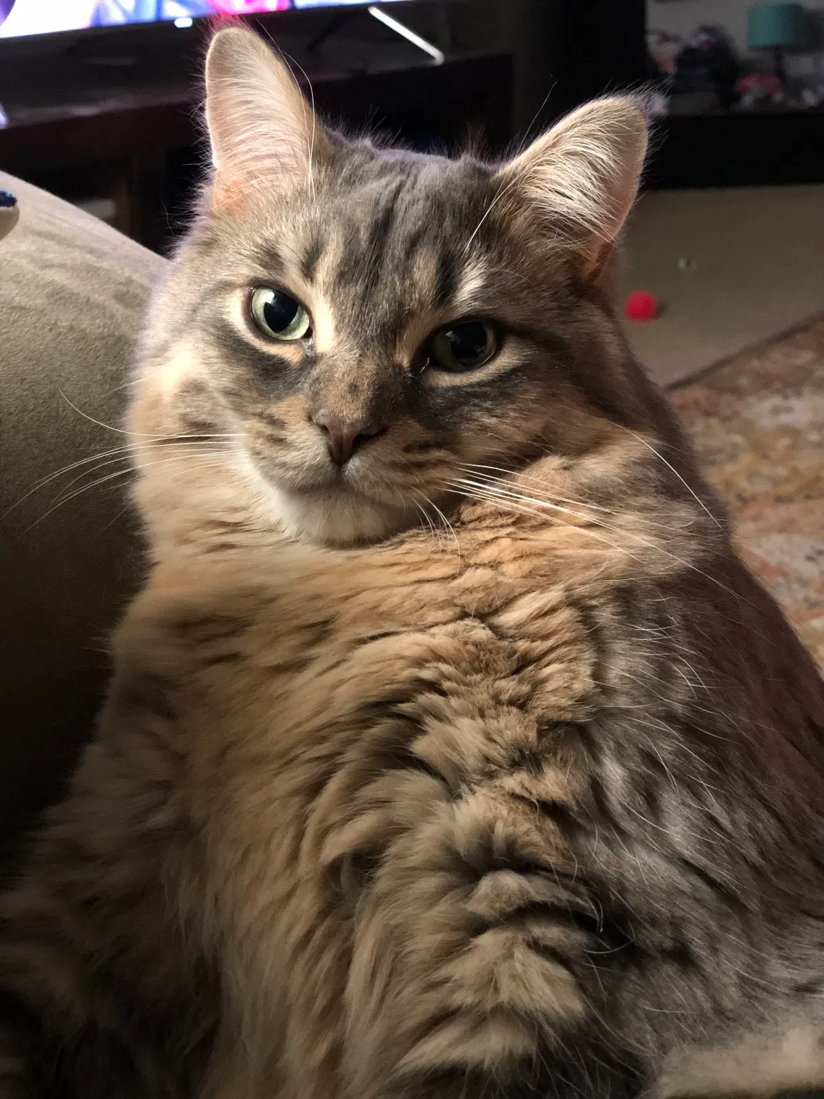 Lost cat in Okemos, MI, 48864