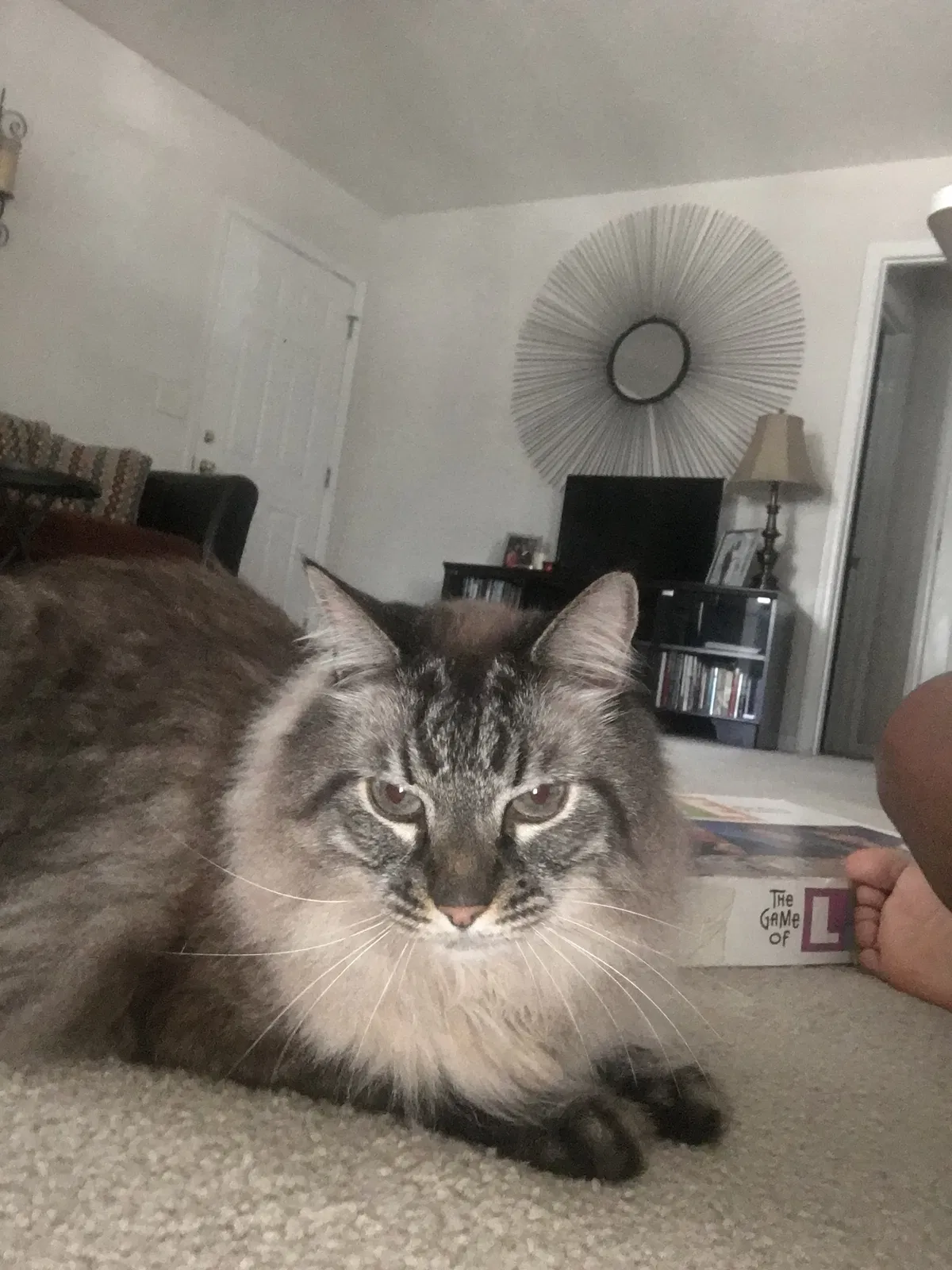Lost cat in Sanford, NC, 27330