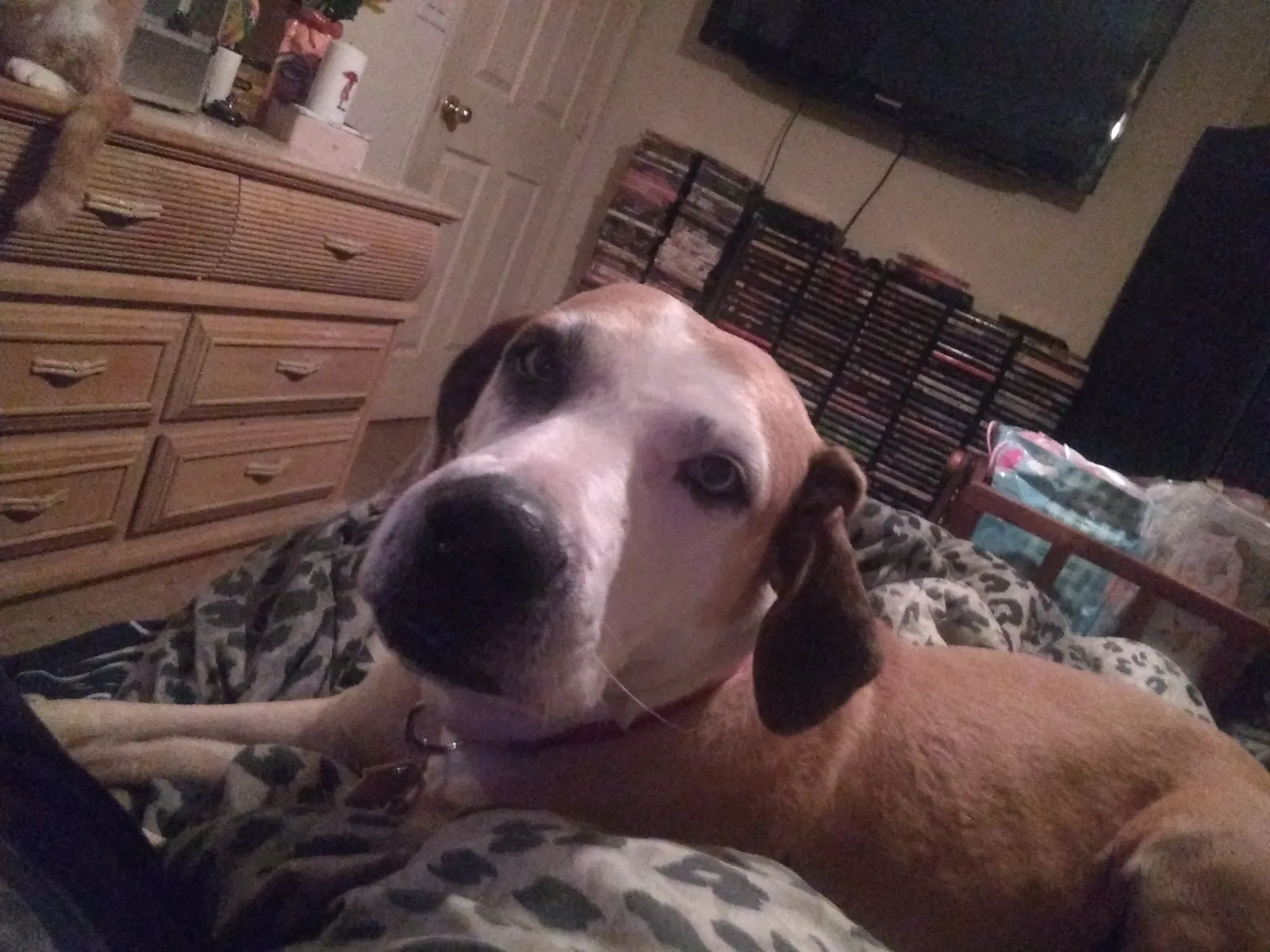 Lost dog in Lehigh Acres, FL, 33974