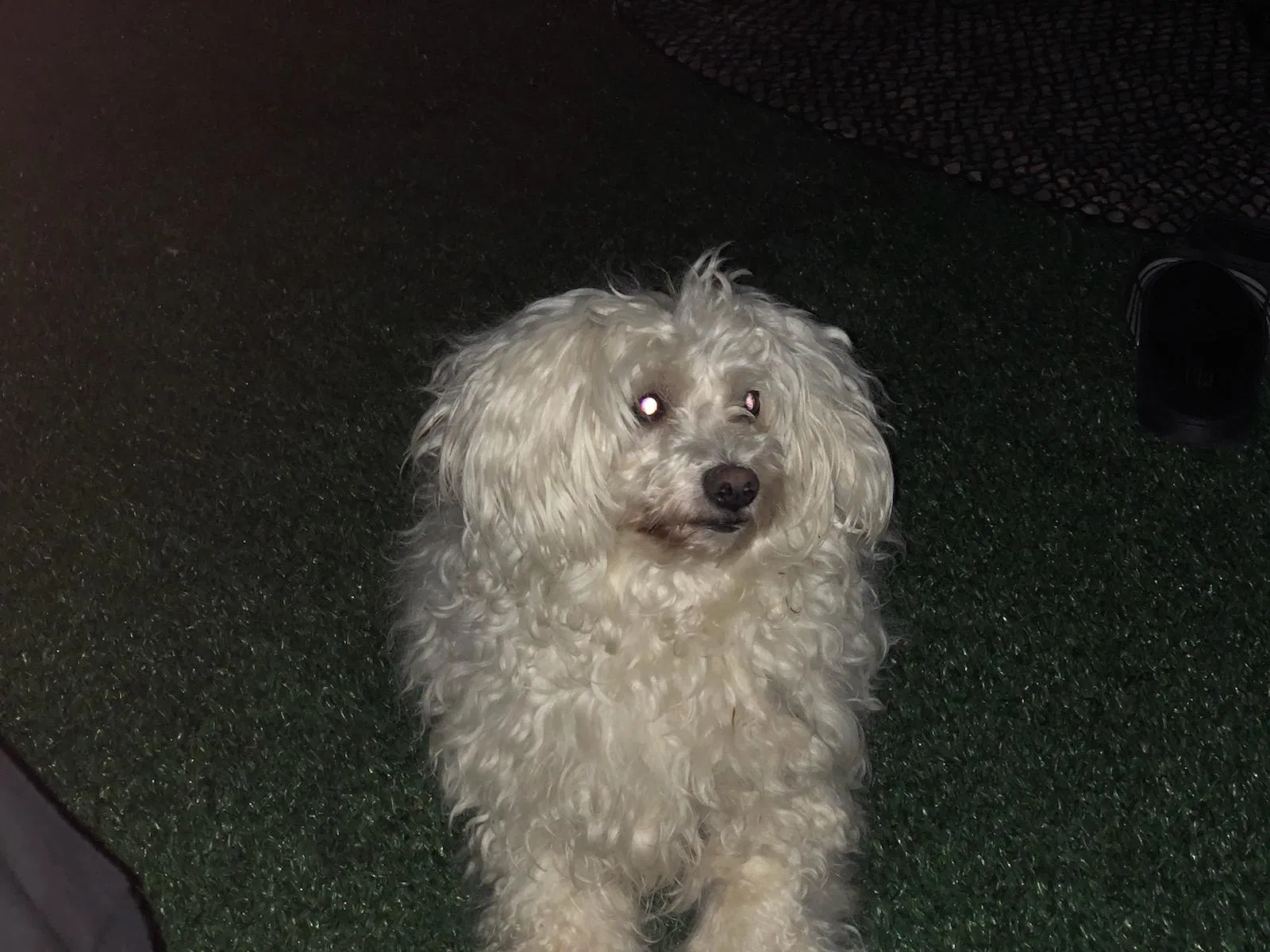 Lost dog in Charlotte, NC, 28215