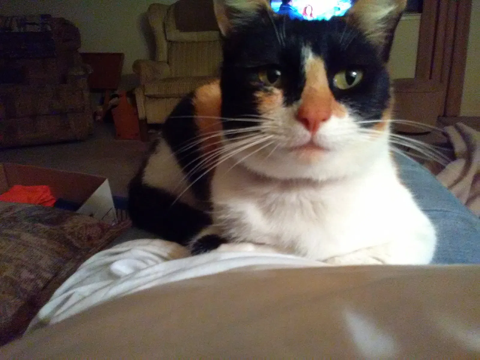 Lost cat in Loomis, CA, 95650