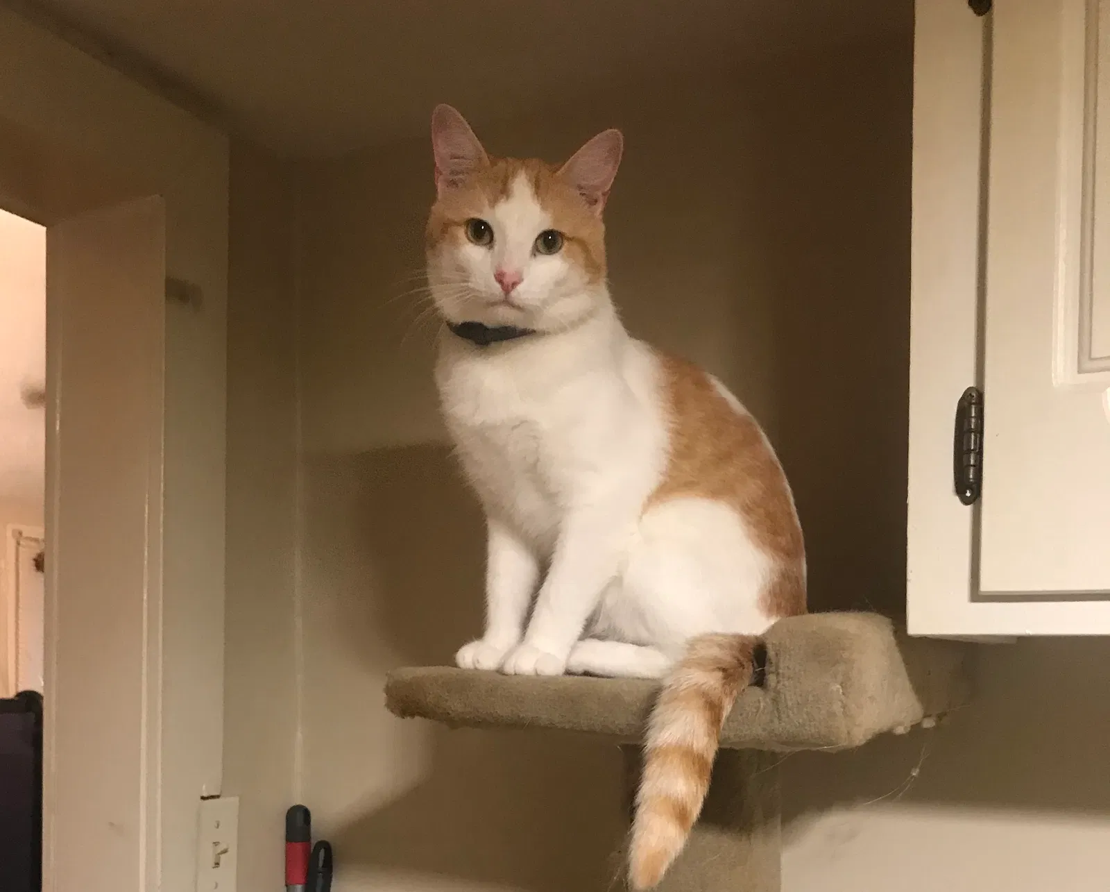 Lost cat in North Little Rock, AR, 72118