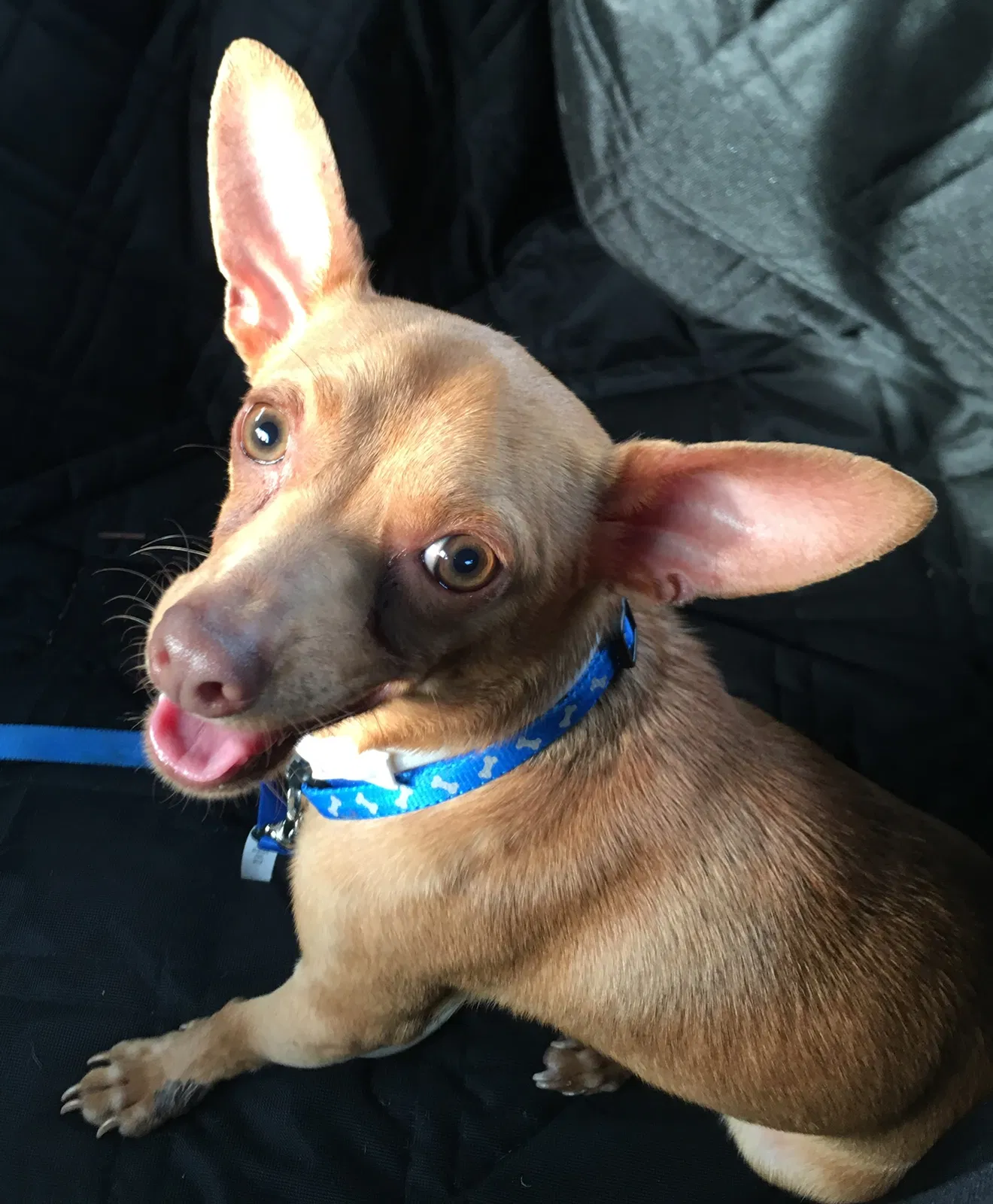 Found dog in Dallas, TX, 75220