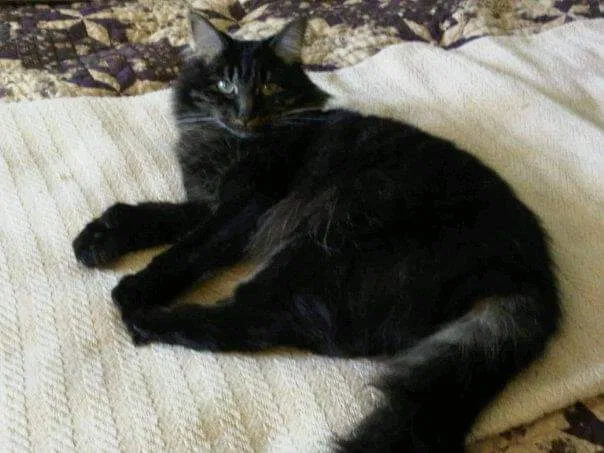 Lost cat in Drexel Hill, PA, 19026