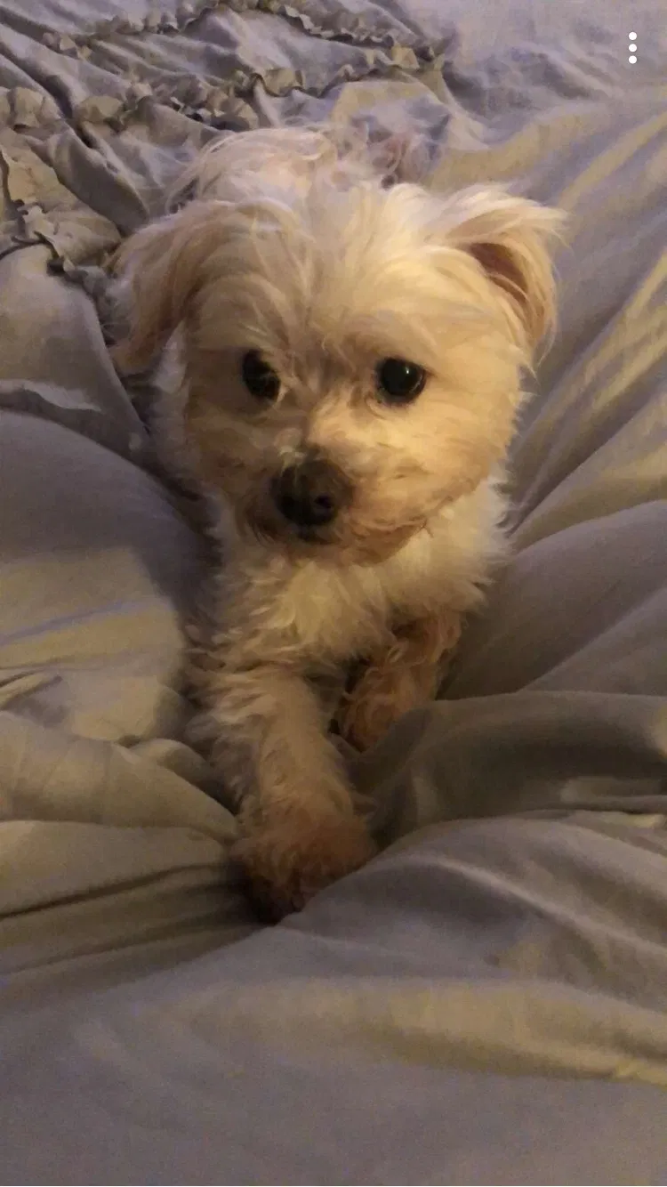 Lost dog in Kyle, TX, 78640