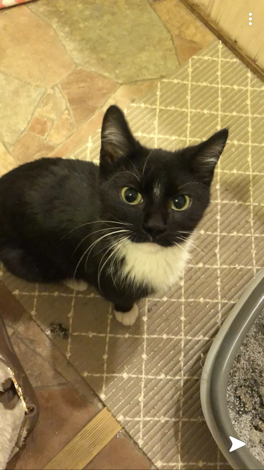 Lost cat in Stewartville, MN, 55976