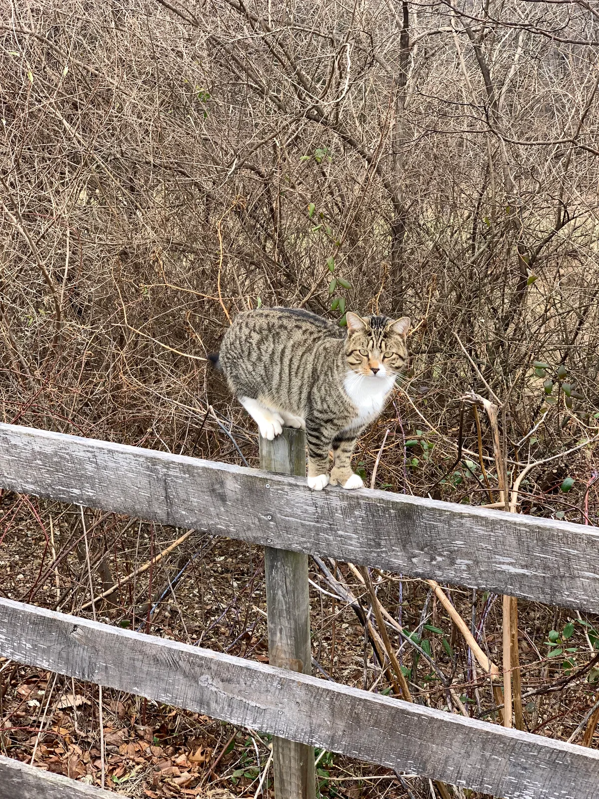 Lost cat in Glenville, PA, 17329