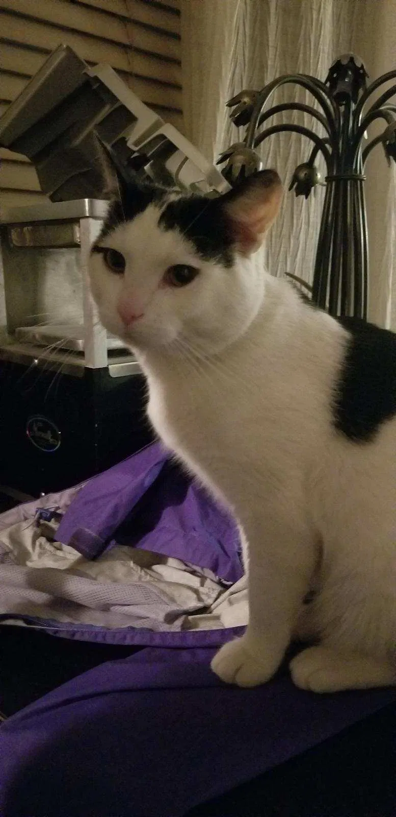 Lost cat in Springville, UT, 84663