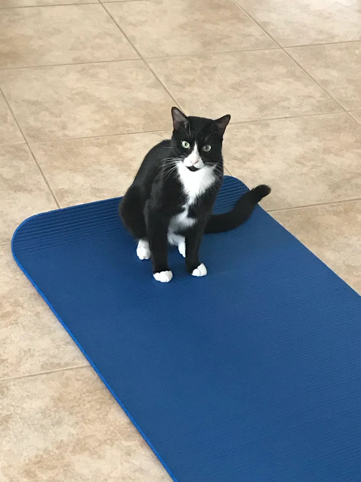 Lost cat in Orlando, FL, 32832