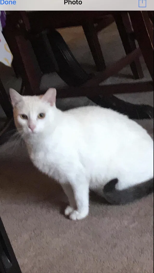 Lost cat in Caldwell, NJ, 7006