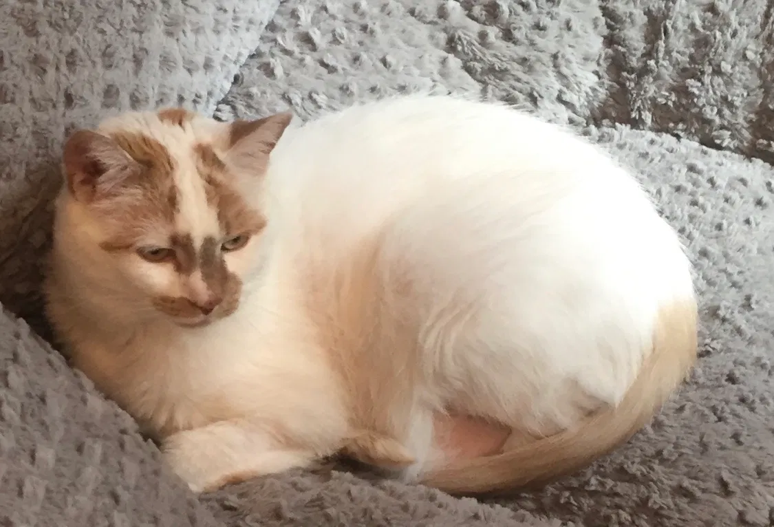 Lost cat in Katy, TX, 77494