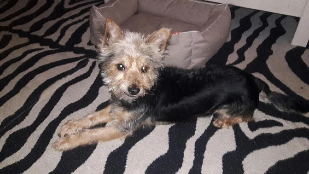 Lost dog in Columbia, SC, 29223