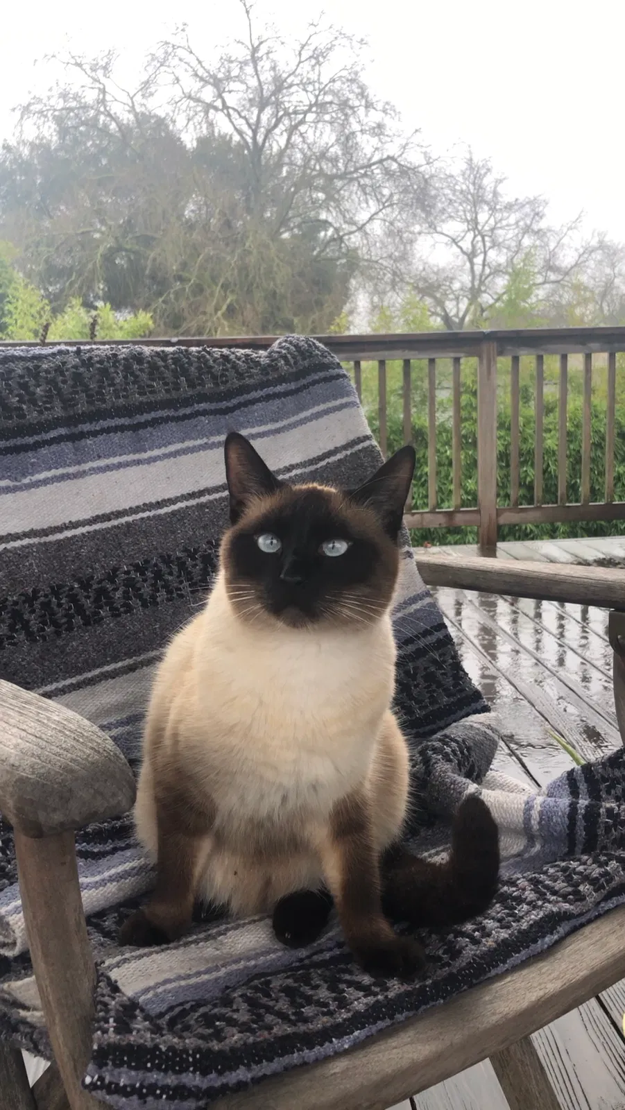 Lost cat in Santa Rosa, CA, 95404