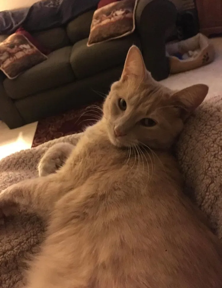 Lost cat in Lebanon, IN, 46052