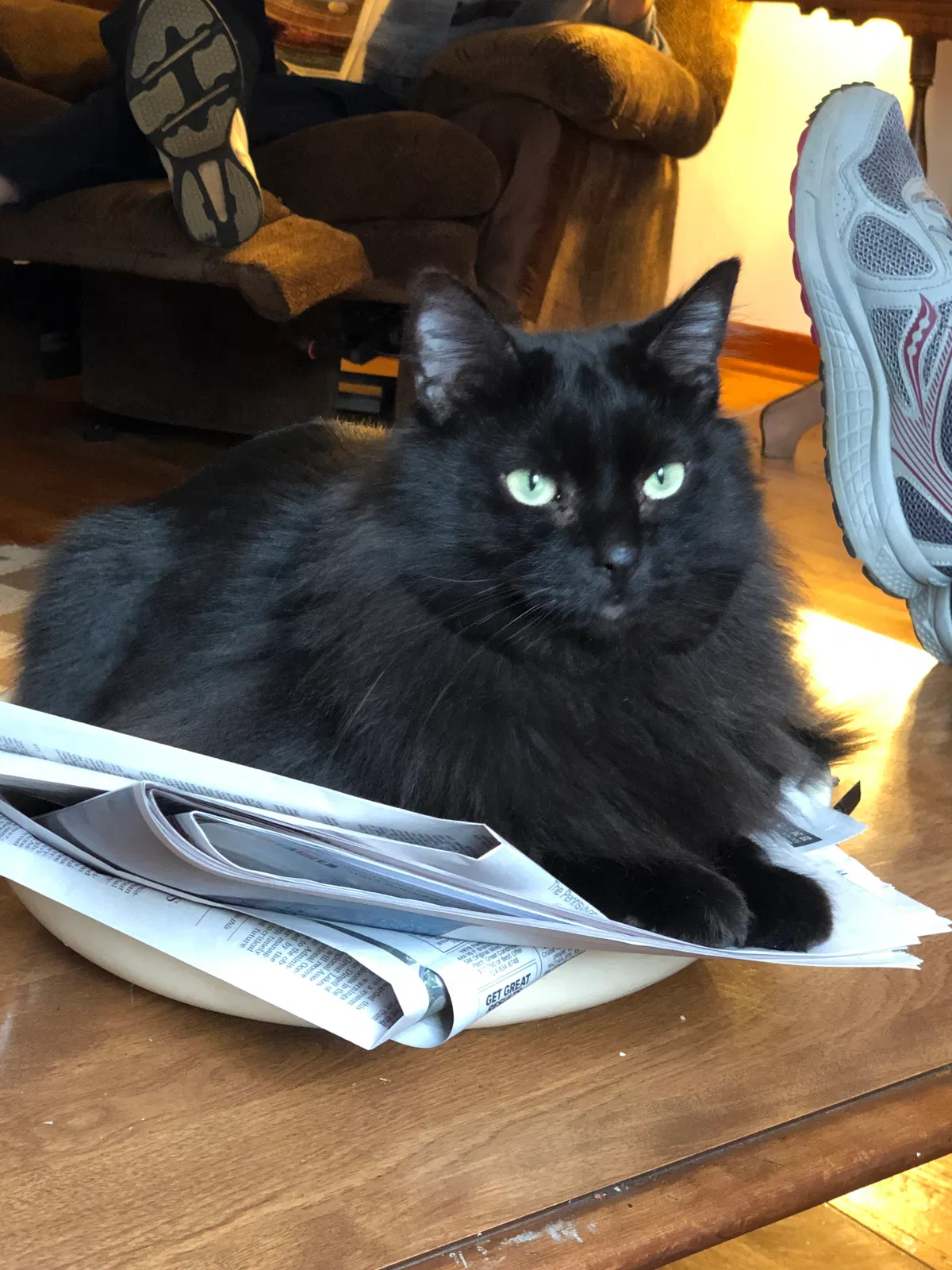 Lost cat in South Park, PA, 15129